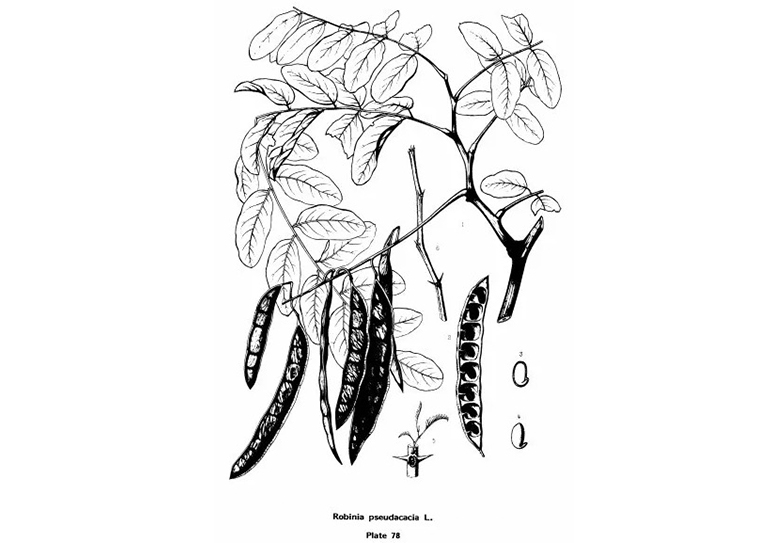 查爾斯·斯普拉格·薩金特的美國(guó)東部常見樹木插圖（二）
