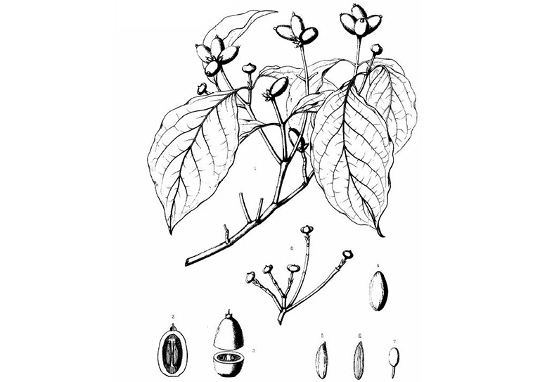 查爾斯·斯普拉格·薩金特的美國(guó)東部常見樹木插圖（三）