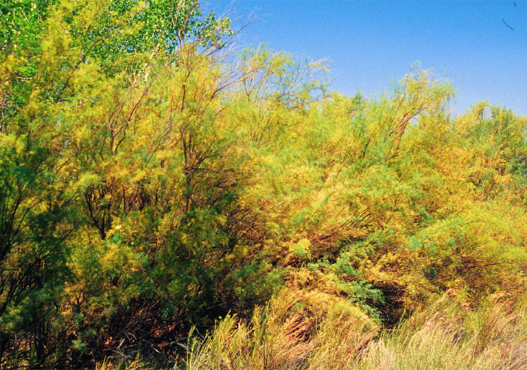 Saltcedar柳-一種常見入侵性非本地樹對西部水生環(huán)境的威脅巨大