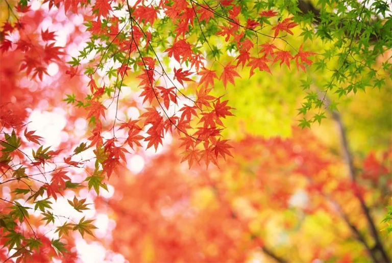 為什么我的紅色日本楓樹(shù)發(fā)芽綠色樹(shù)枝-楓樹(shù)嫁接