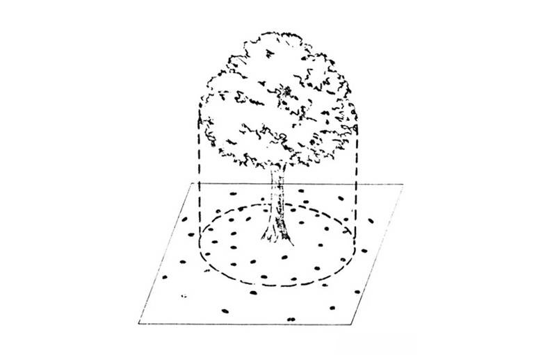 樹木施肥基礎(chǔ)-如何何時以及為什么給樹施肥