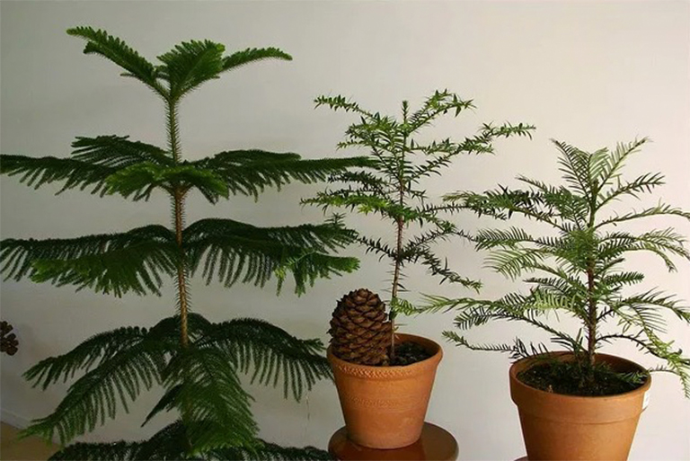 成長和照顧諾?？藣u松-偉大的容器生長的針葉樹屋植物