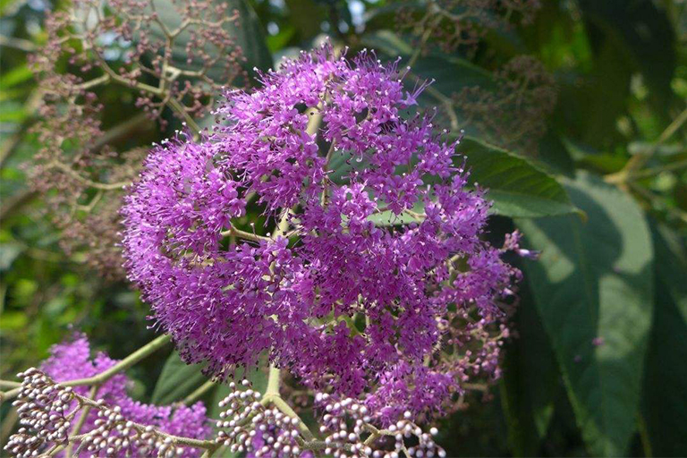 如何管理和識(shí)別美國(guó)Beautyberry-裸花紫珠