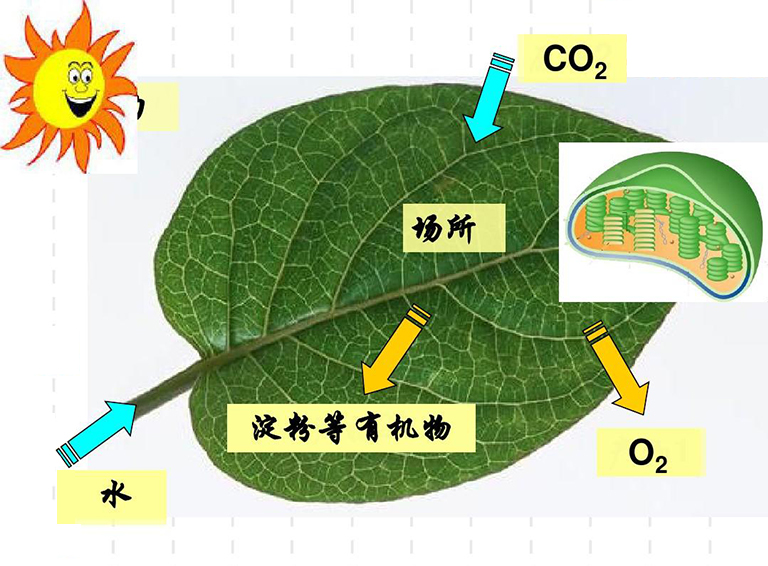 植物光合作用詞匯術(shù)語和定義-光合作用詞匯表以供查看或抽認