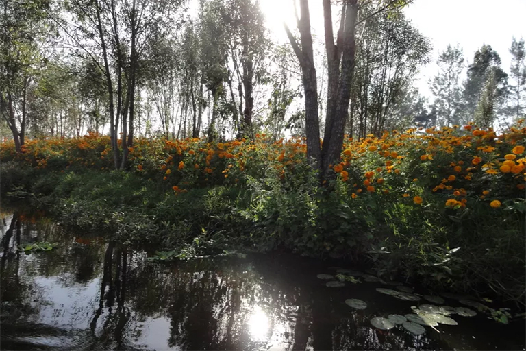 在北京圣園工程了解什么是浮動(dòng)花園-高產(chǎn)也生態(tài)合理（上）