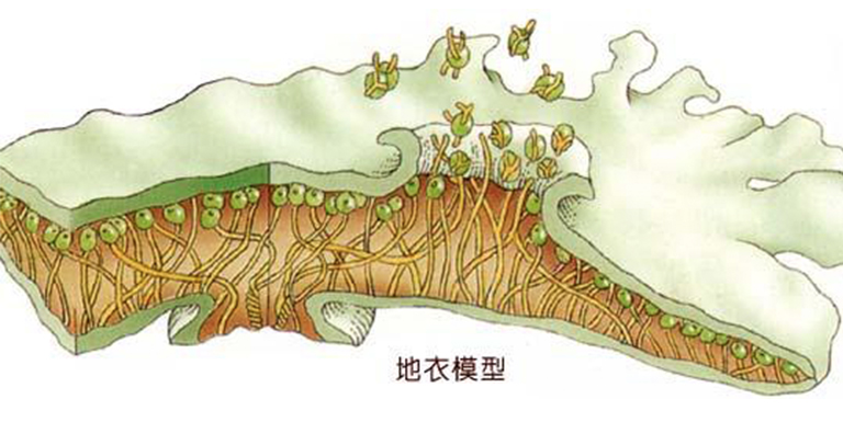 植物花園科學(xué)-關(guān)于地衣類型的課程
