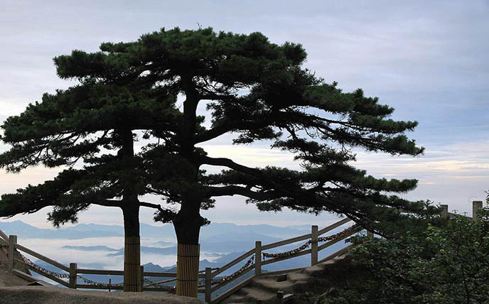 仿真松樹(shù)