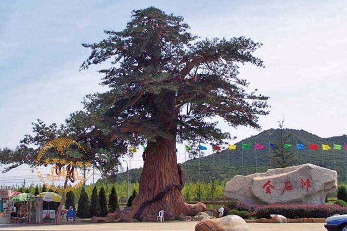 仿真松樹(shù)