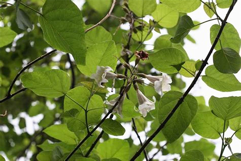 泡桐樹(shù)