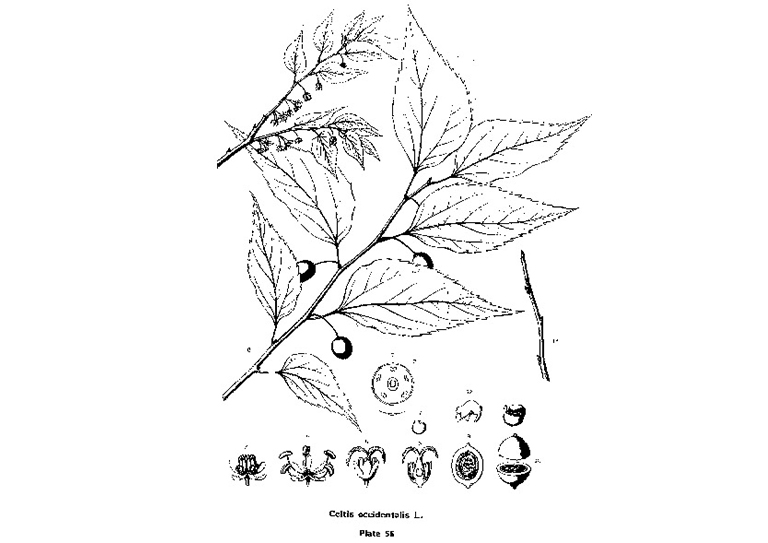 樸樹(shù) 西芹
