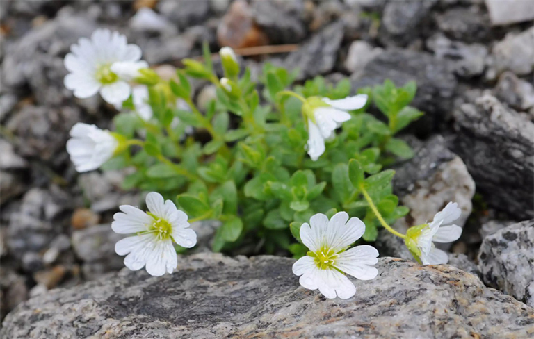 調(diào)遣生長在一個(gè)巖石區(qū)域的浮萍（Cerastium arvense）