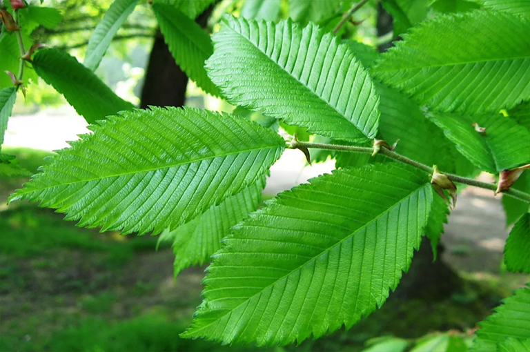 榆樹(shù)葉子