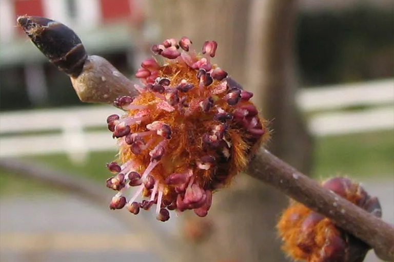 滑榆樹(shù)樹(shù)枝和鮮花