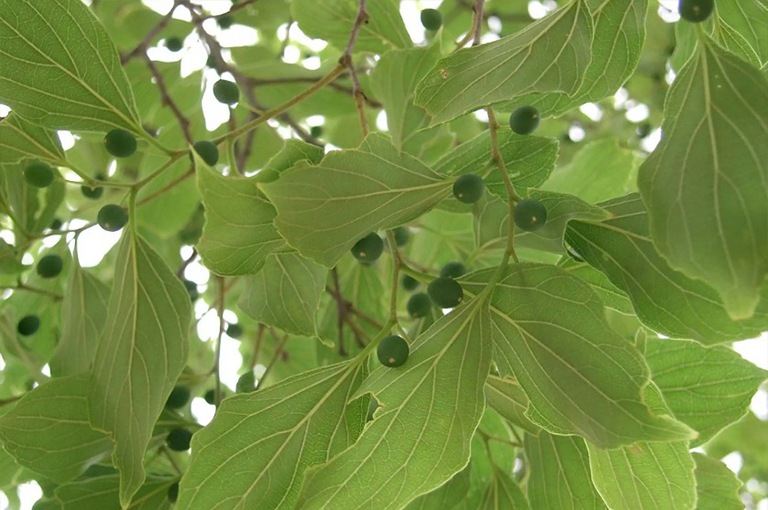 樸樹(shù)