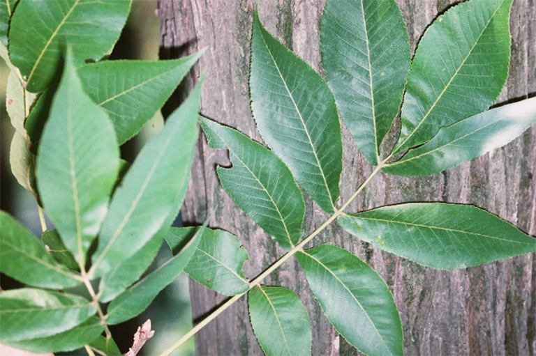 山胡桃樹(shù)的樹(shù)葉