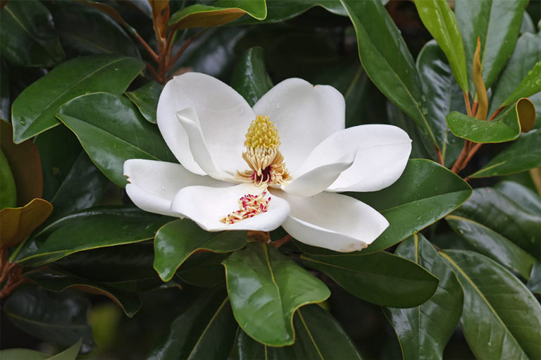南部的玉蘭樹(shù)花和葉子