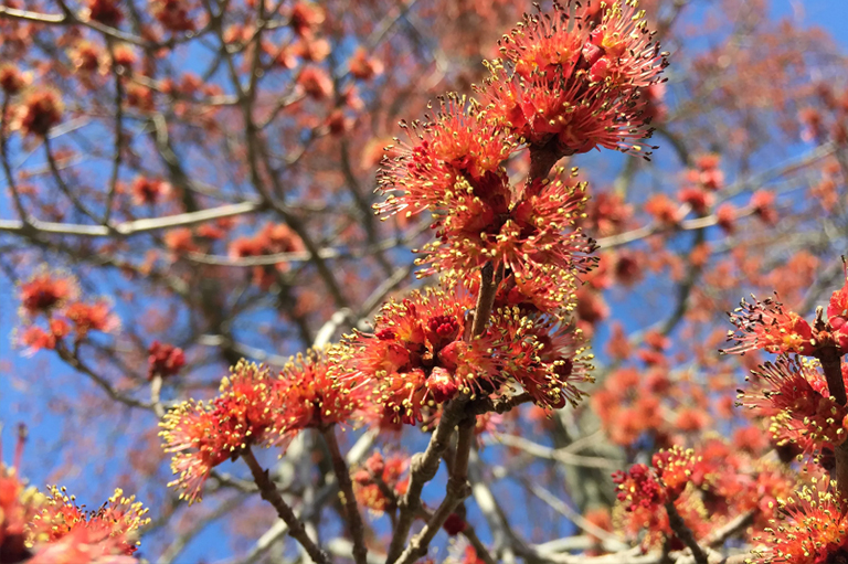 紅槭樹(shù)的雄花