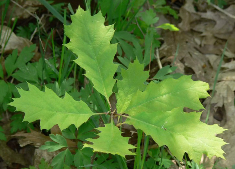 北部紅橡樹(shù)葉