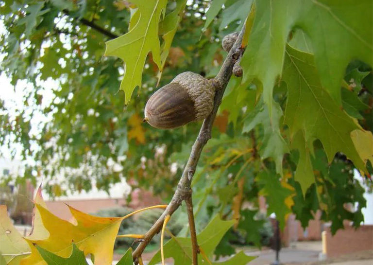Nuttall橡樹(shù)和橡子