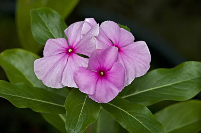 馬達(dá)加斯加長春花