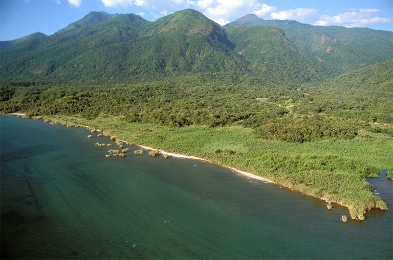 混交林，黑猩猩棲息地。 東岸，坦any尼喀湖，坦桑尼亞馬哈萊山脈國家公園