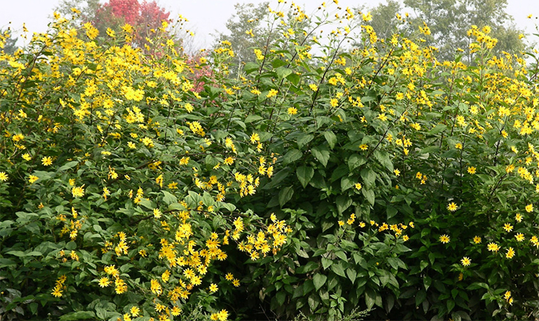 菊芋盛開(kāi)